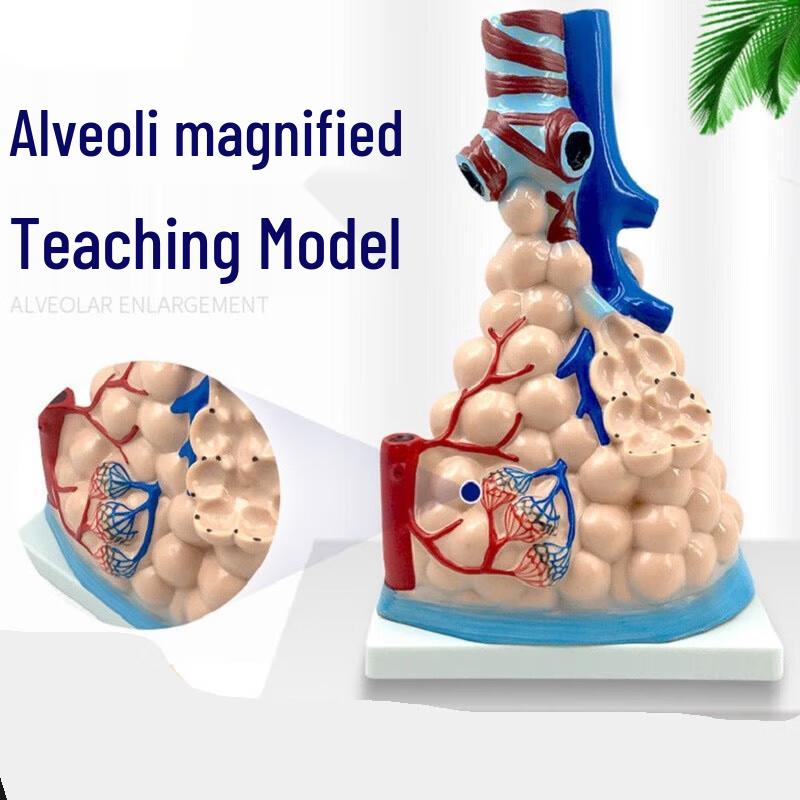Blue Butterfly Human Anatomy & Pathology Teaching Models