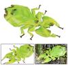 Miniature Simulated Insect Ornaments Praying Mantis Models Mantis Figurine  Children Toys