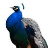 2D Peacock Plaque Flowerpot Stake Lawn Accessories Multifunctional Decorative Garden Decor