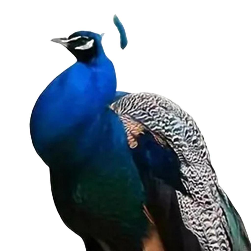 2D Peacock Plaque Flowerpot Stake Lawn Accessories Multifunctional Decorative Garden Decor