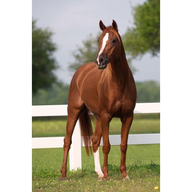 At DIY 5D Elmas Boyama Tam Yuvarlak Matkap Hayvan Elmas Nakış Çapraz Dikiş Mozaik Kitleri Reçine Duvar Sanatı Ev Dekor