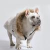 Fashion French Bulldog Pet Down Jacket Coat Winter Dog Clothes with Collar for Small Medium Dogs Mascotas Puppy Cat Clothing