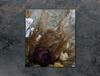 SZKLANA DESKA DO KROJENIA 45x52 ORCHIDEA