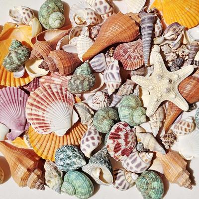 Set Conchiglia Naturale Conchiglia Pacco Materiali Fatti a Mano per Bambini Decorazione Fai-da-Te per la Casa Decorazione Cornice per Foto Artigianato da Spiaggia