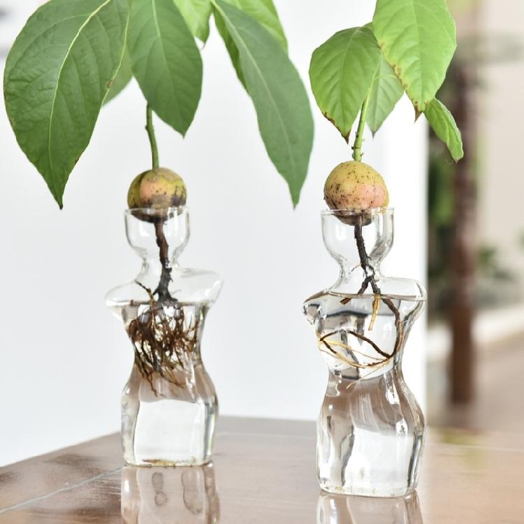 Female Body Clear Hydroponic Growing Glass Vases For Avocado  Modern Homes Decors Plant Display With Visible Root
