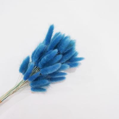 Ramo Pequeño de Flor Seca de Caña Ramo Pequeño de Escoba Pequeña Caña Pu Caña Flor Seca Colas de Conejo