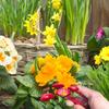 Gardening Thumb Pruner Finger Small Plant Cutter Picking Pruner Thumb Knife For Orchard Fruit Vegetable Picking Finger Knife