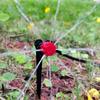 10M-30M DIY Drip Irrigation System Automatic Watering Garden Hose Micro Drip Watering Kits with Adjustable Drippers Greenhouse