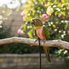 Adjustable Parrot Flying Harness Cowboy Style Safety Bird Flight Suits Anti-loss Lightweight Parrot Outdoor Leashes