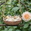 Sleeping Kitten Hanging Ornament Basket Cat Statue, Cute Figurine, Whimsical Garden Decor Resin for Outdoor Patio Porch Decoration Animal Sculpture