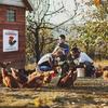 Metal Wall Art Chicken Coop Decor Funny Chicken Sign Cluck Around Find Out