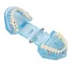 Dental Pathological Model Clear Teaching Detachable Dental Teeth Display Model Blue Transparent