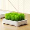 Hydroponic Cat Grass Kit with 5 Pack Seeds Soil Free Cat Grass Planter for Indoor Cats Wheatgrass Growing Kit Gift for Cat Lovers