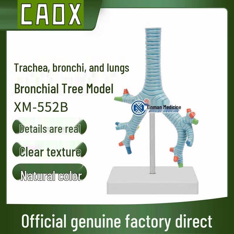 CAOX Pediatric Nasal Feeding & Gastric Lavage Model