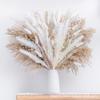 Small Reed Dried Flower Bouquet Small Whisk Pampas Reed Dried Flower Rabbit Tail