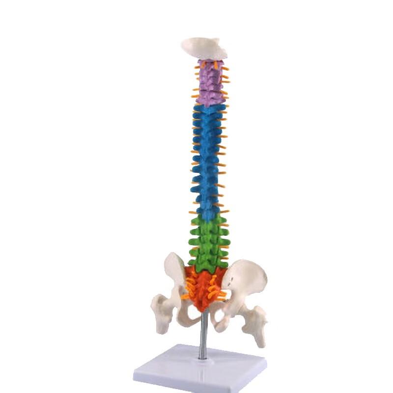 Colored Bendable Human Spine & Pelvis Model
