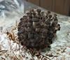 Grzybnia Boczniaka Duży Balot Kostka Około 15Kg