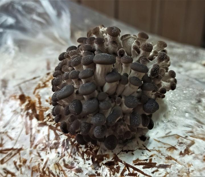 Grzybnia Boczniaka Duży Balot Kostka Około 15Kg