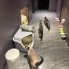 Enclosed Corridor Cat Litter Box Anti-Splash Litter Tray High-Sided Covered Cats Toilet Jumbo Cat Bedpans with Privacy Tunnel