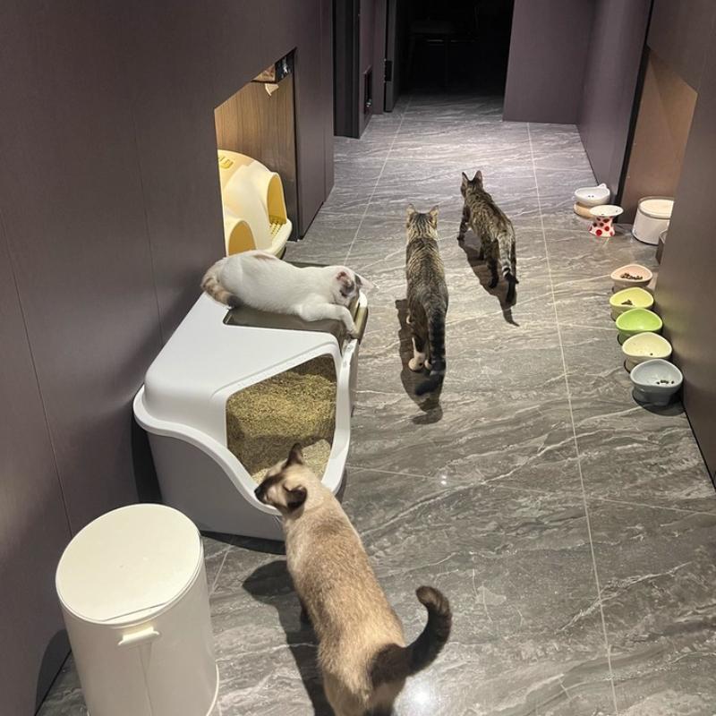 Enclosed Corridor Cat Litter Box Anti-Splash Litter Tray High-Sided Covered Cats Toilet Jumbo Cat Bedpans with Privacy Tunnel