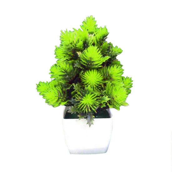 drachenbaum wenig licht Dracaena marginata main image 1