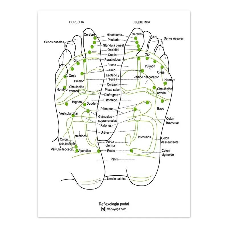 The Body Facial Anatomy Muscle Vessels Detailed Canvas Painting Human Structure Skeleton Education Poster Medical Decoracion