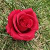 Fabric Rose Flower Heads For Wedding Decorations Wall Arch Silk Bouquet