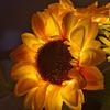 Funkelnder Baum Sonnenblume 2-Farben-Dimmlicht Kleine Sonnenblumen-Nachtlampe USB-Aufladung 3D Realistisch für Frauen Mama Schwester Freundin