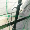 Plant Trellis with Net Sturdy Garden Frame Modular for Growers
