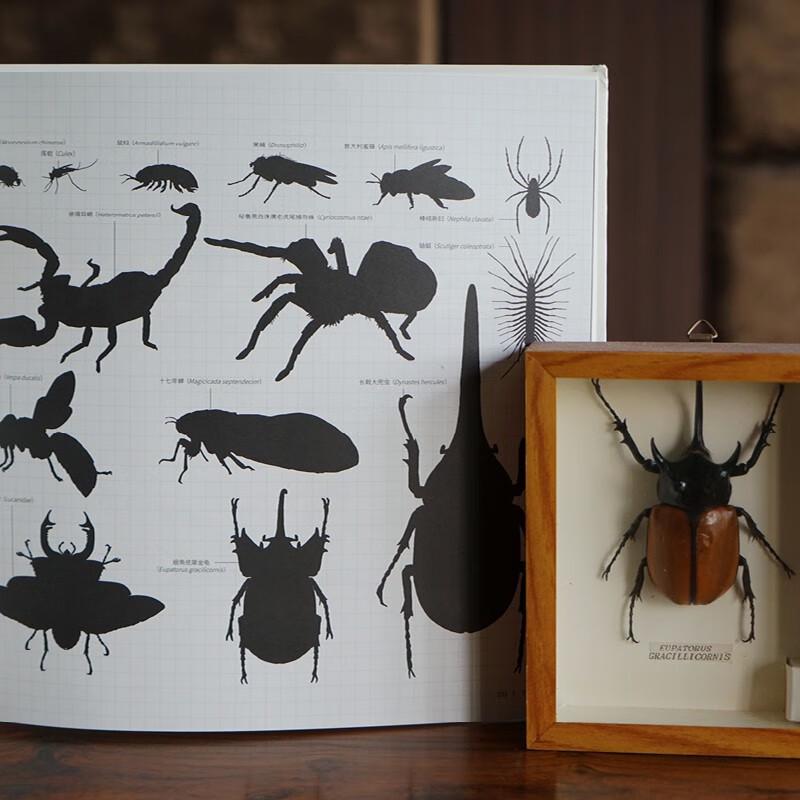 Illustrated Guide To Animal Anatomy