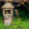 Birds Nest Bird Cage Natural Grass Egg Cage Bird House Pet Weaved Outdoor Parrot Nest Houses Ha I5M8