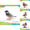 Mandarin Duck Bird Model Pvc Realistic Parrot Desktop Decor For Kids And Collectors