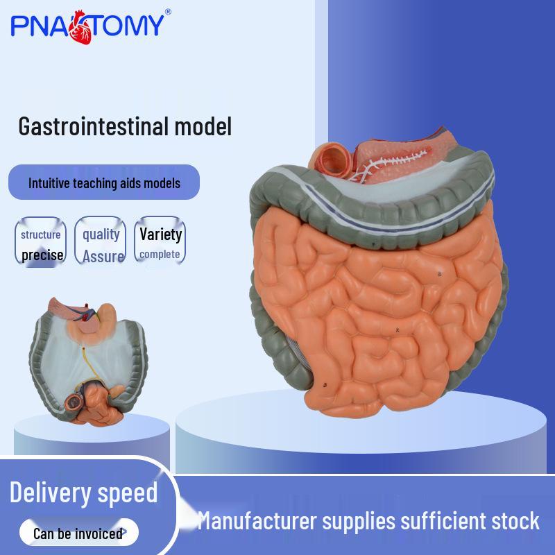 Gastrointestinal Model: Detachable Human Digestive System with Large Intestine and Cecum 24*13*24 cm