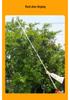 High-Altitude Telescopic Fruit Picking and Pruning Shears for Loquats, Lychees, and Longans