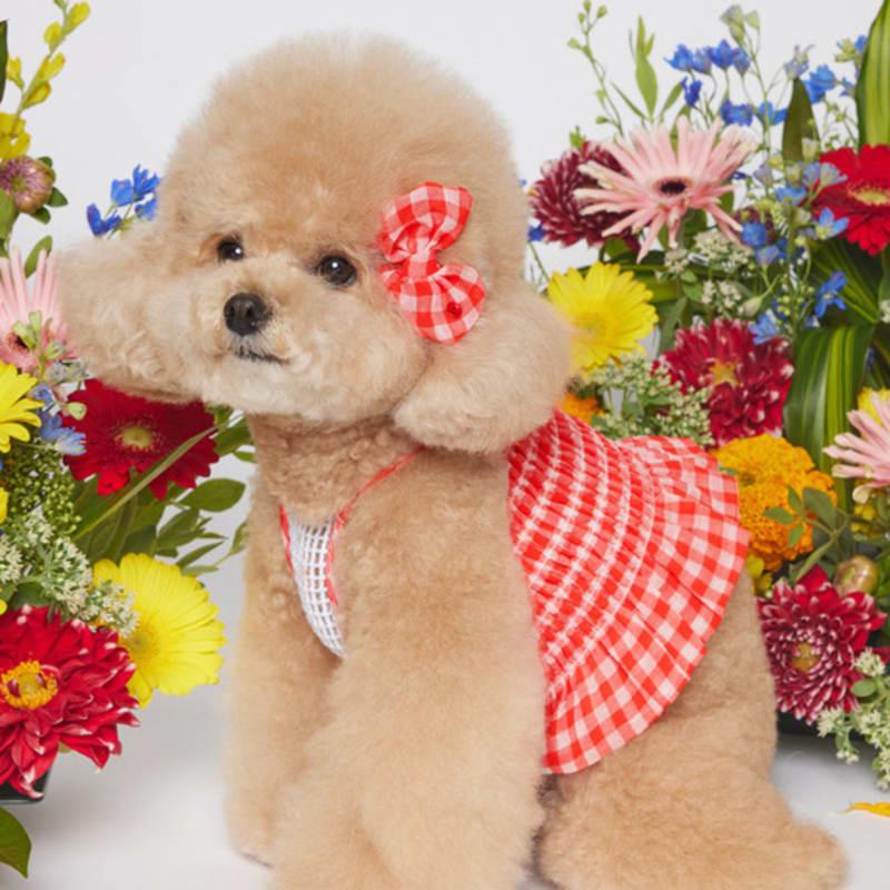 SALTYHEARTY Hello Crop Blouse New Check RED