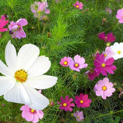 100 Λευκοί, Ροζ και Κόκκινοι Σπόροι Cosmos - αναπαραγόμενοι σπόροι αγροτών - SemiSauvage