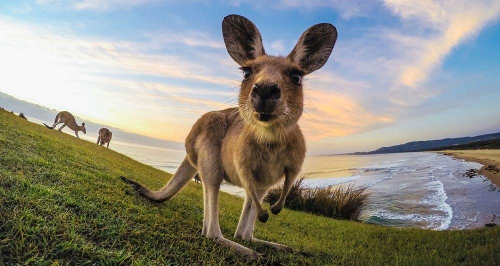 GoPro Tripod Mount Set ABQRT002 (Ver. 2.0)