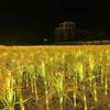 Beigong LED Rice Field Light