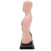 Human Body Anatomy Model 7 Removable Parts 10.24 Inch Human Torso Anatomical Model for School Medical Education Display