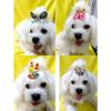 Puppy Hair Clip for Yorkshires & Maltese: Bow Knot Hairpin for All Breeds & Hair Lengths