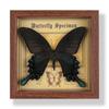 Real butterfly specimen photo frame, decorative painting, 3D ornament, handmade DIY, birthday gift, insect specimen