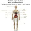 DIY Mannequin Science Cognitive Puzzle Toy Transparent Kid Skeleton Model  Birthday Kids Gift