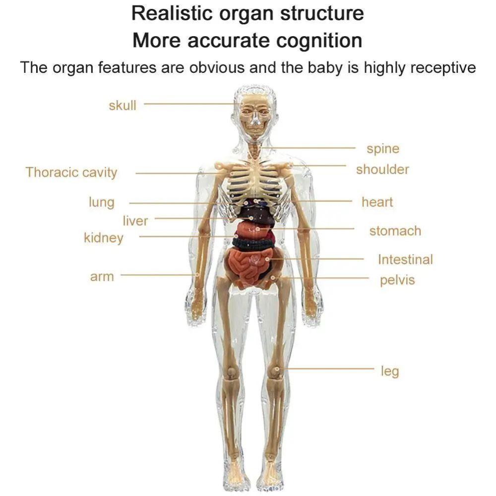 DIY Mannequin Science Cognitive Puzzle Toy Transparent Kid Skeleton Model Birthday Kids Gift