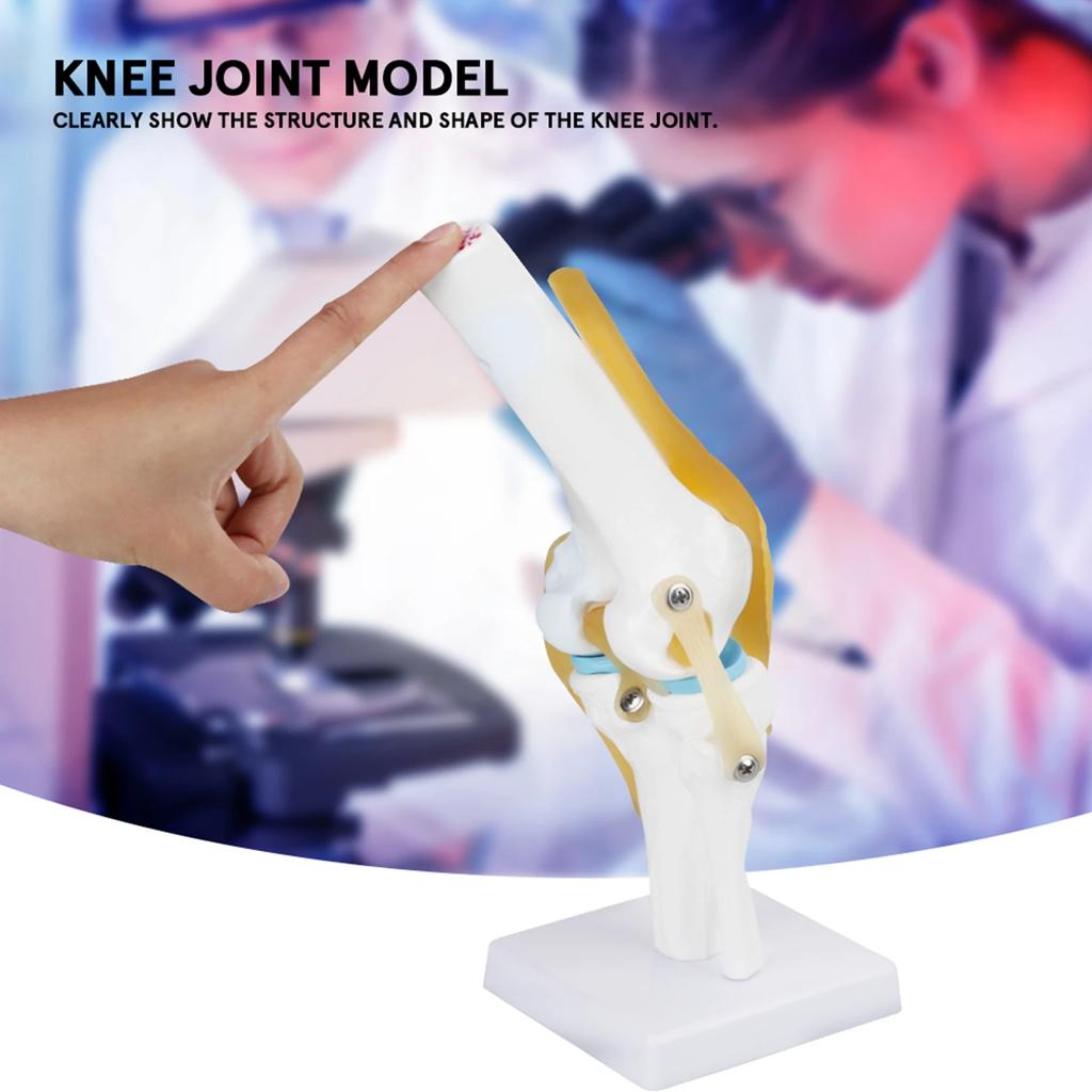 Knee Joint Anatomy Model Life Size Human Knee Joint Model for Skeleton Anatomy Study Teach with Ligament Model Knee Joint Model