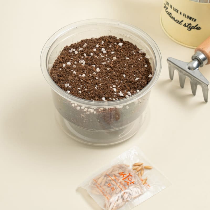 [Pet] Coom Cat Friend Catgrass Seeds (Oat)