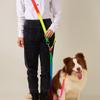 Cães – Colares e correias para cães