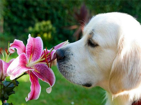 5d Diy Diamond Painting Labrador Dog Room Decor Diamond Embroidery Animal Natural Scenery Mosaic Crystal Picture