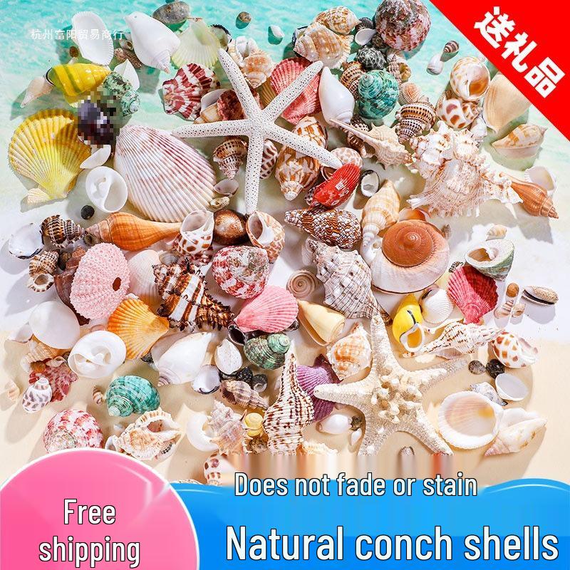 Handmade Decorative Seashells & Starfish for Fish Tanks: Landscaping, Painting, Specimens, Whelks, Hermit Crabs