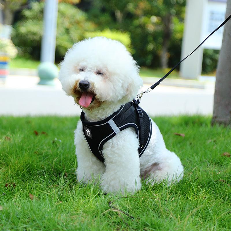 Cat leash anti-break free vest type Internet celebrity walking cat rope British short go out special cat chain pet chest strap