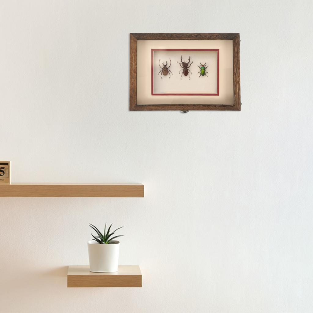 Schmetterlings-Proben-Display-Box, Ständer, Insektenbehälter, Schmetterlinge, Fall, Holzschaukasten, Flanellhalter, Pin